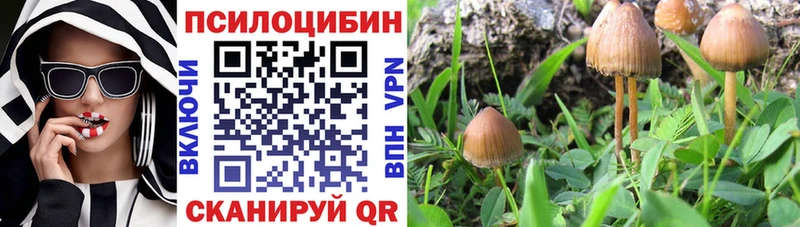 Псилоцибиновые грибы Cubensis  где купить наркотик  МЕГА зеркало  Ковдор 